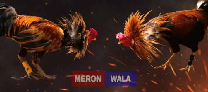 Sabong betting on WINDREAMPH